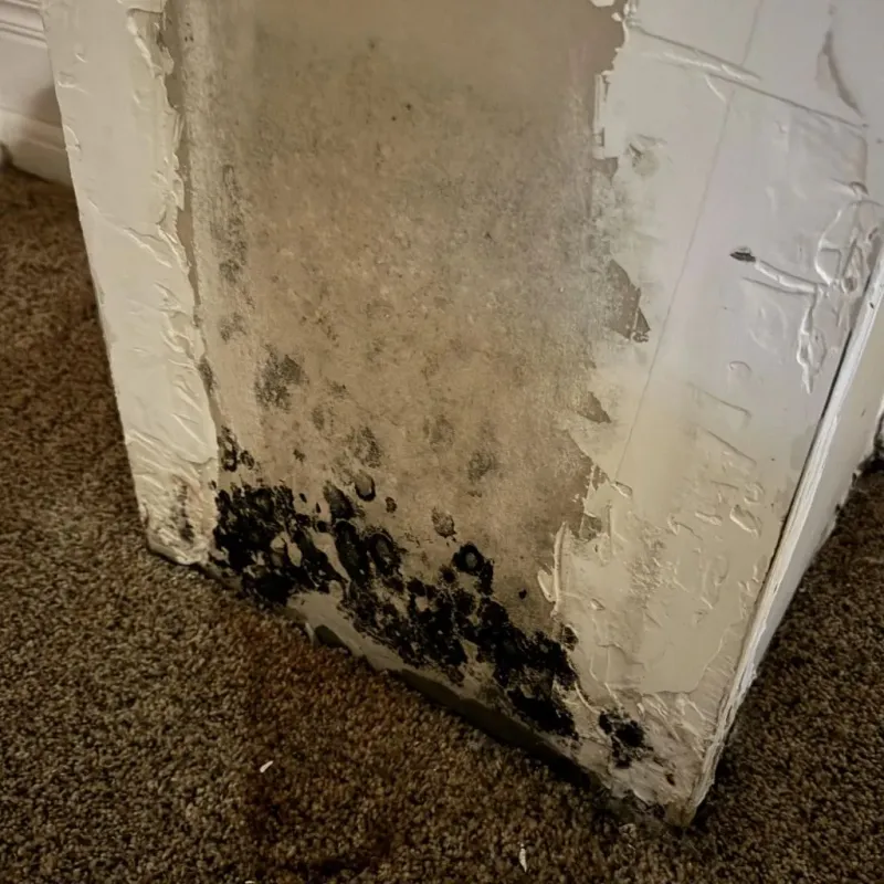 Professional Mold Removal in Missoula, MT